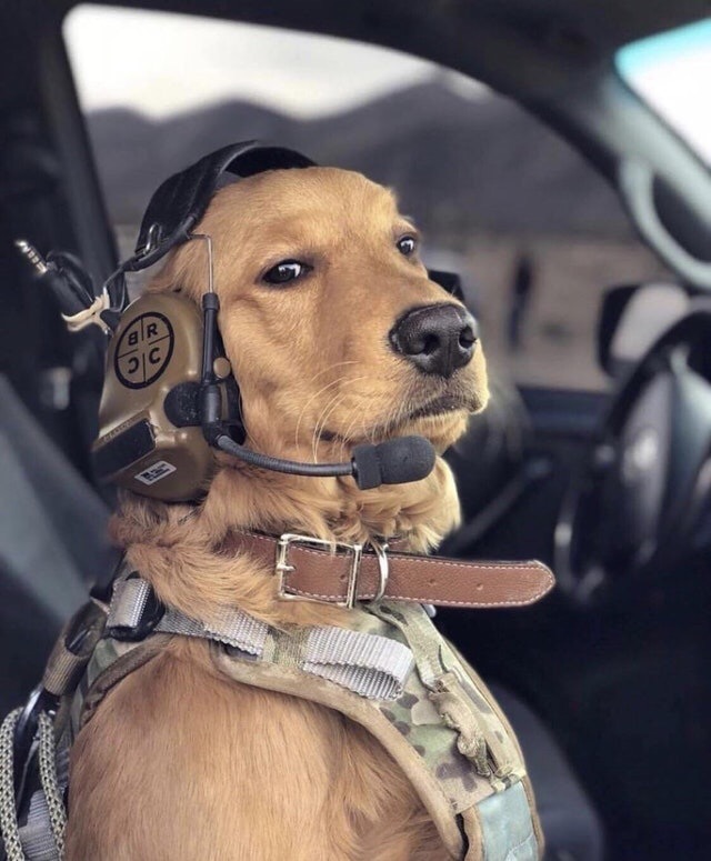 Good boy - Militarism, Military, Good boy, Dog, Army