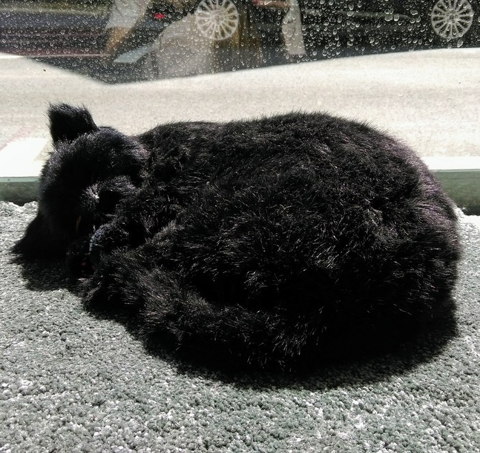 Не будите кота