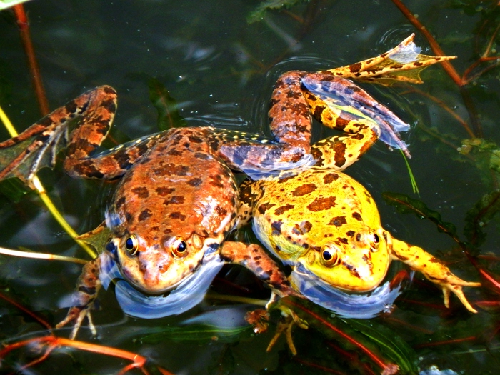 Girlfriends - My, Frogs, Salgir, 