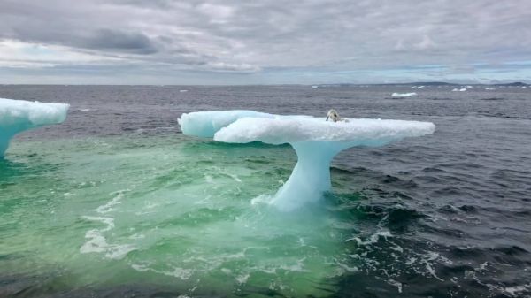 Like a fox stuck on an ice floe - Arctic fox, Ice floe, Canada, Longpost