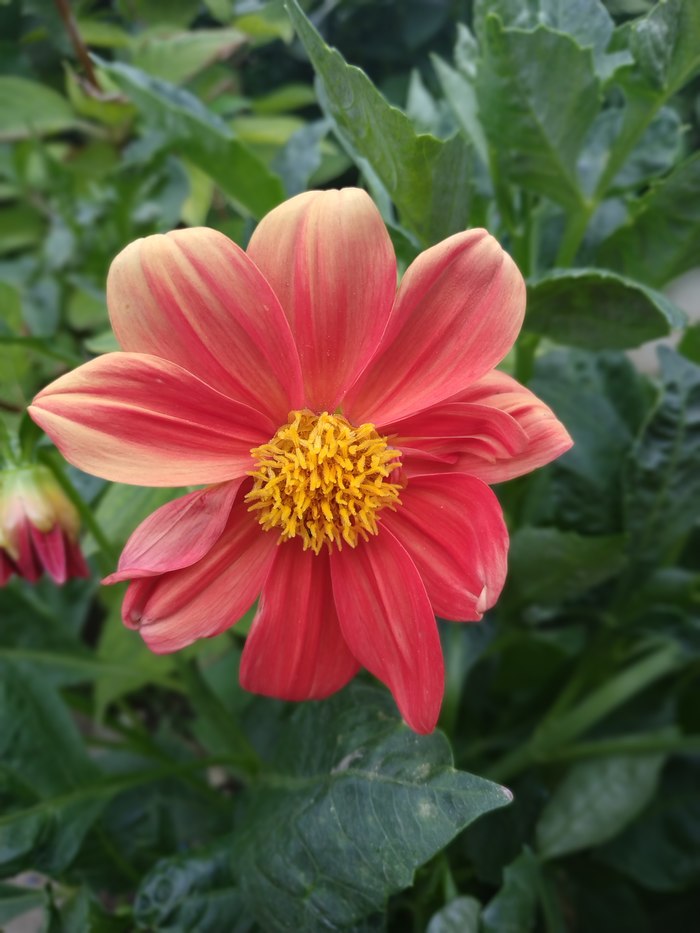 Cosmos sulphureus - My, Flowers, Cosmos, Bokeh, , Beginning photographer