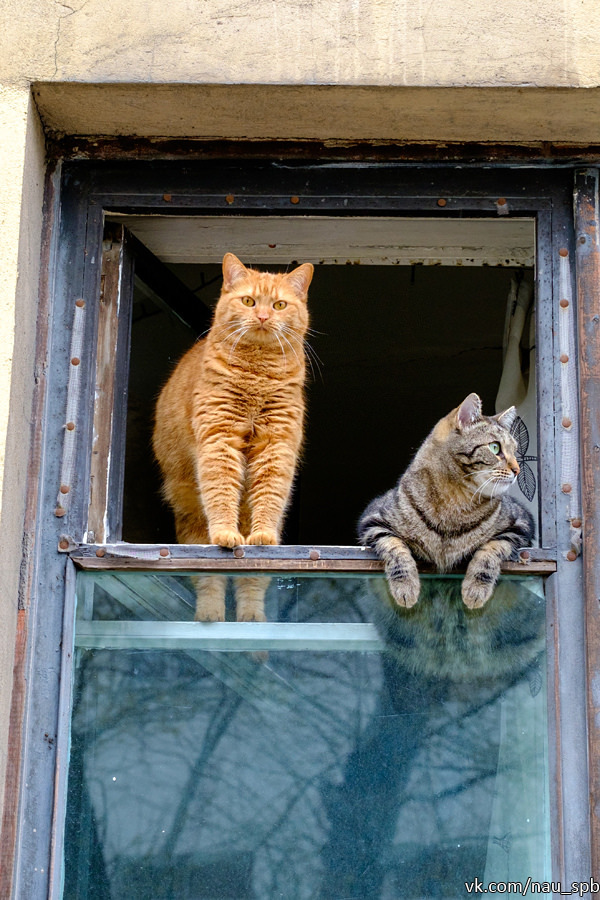 Cats on the Fontanka :)) - cat, Saint Petersburg, Fontanka, Longpost, The photo