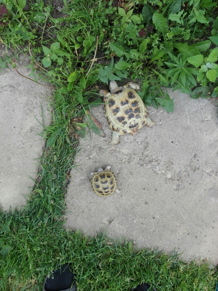 Your mom's friend's son's turtle and your turtle - My, Turtle, Mom's friend's son, Longpost