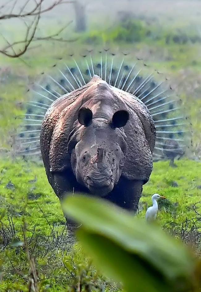 Rhino aura - Rhinoceros, Peacock Feather, wildlife, Humor, The photo, Coincidence
