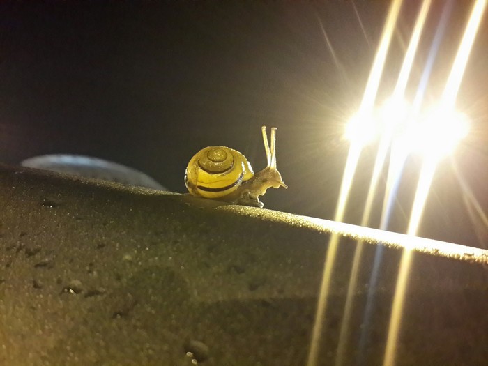 Photo - Snail, Night