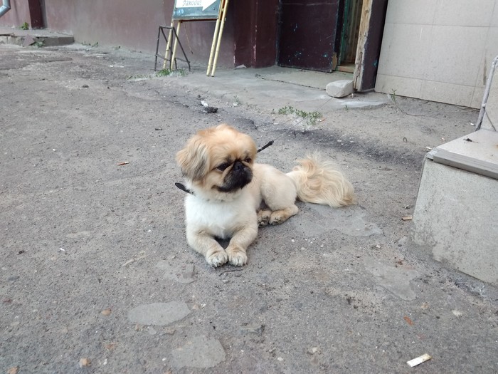 Dog - My, , Dog, Pekingese