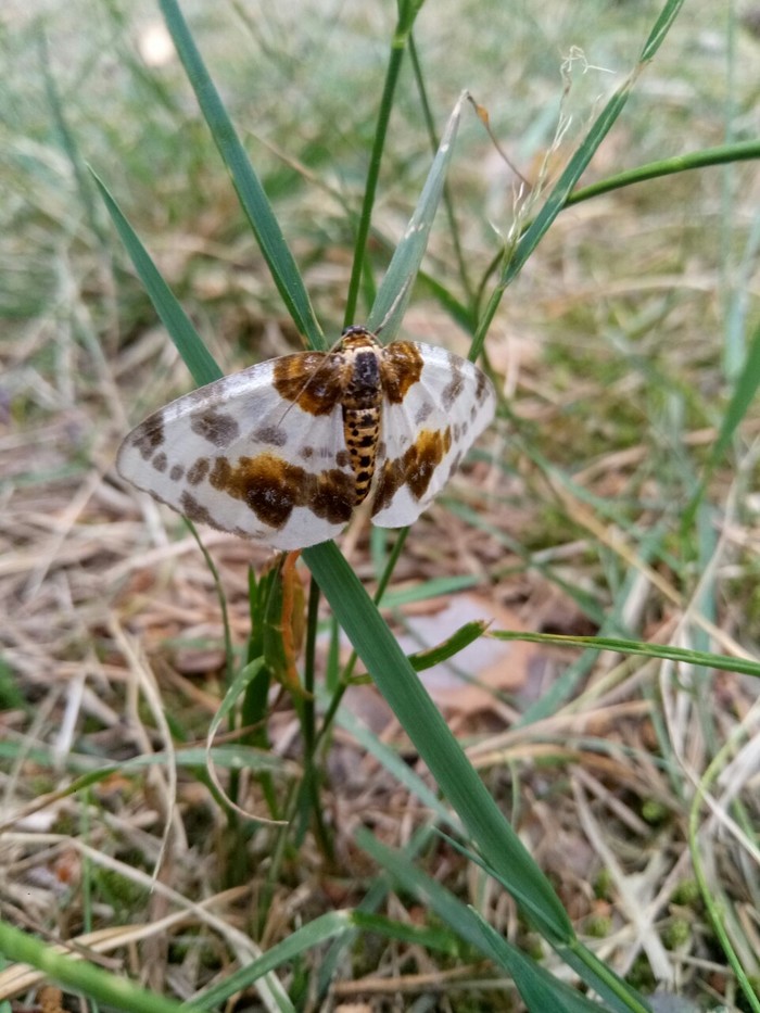 Butterfly (Sosnovka park, St. Petersburg) - My, The photo, Macro photography, Closeup, Butterfly, Piadenica, Longpost, 