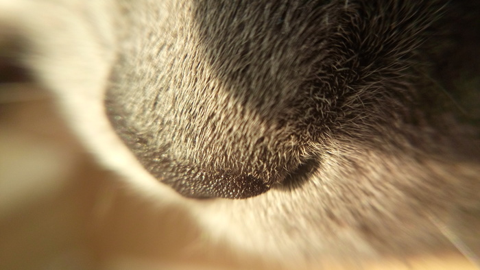 Cat nose and more - My, Cat nose, Nibelung, cat, Macro photography, Flowers, Milota