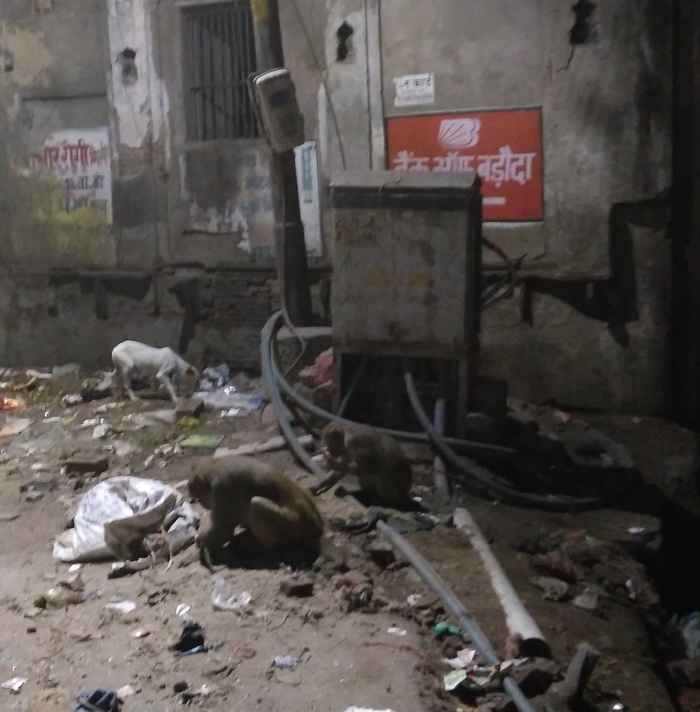 Индийские дворняжки