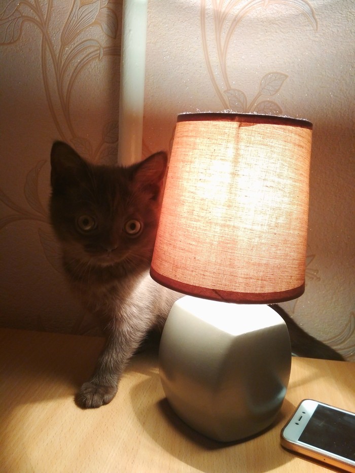 Cat and lamp - My, cat, Cat with lamp, Evening