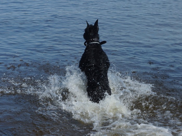 Bathing a red horse - My, Giant schnauzer, Dog, Bathing, Swimming, Bathing