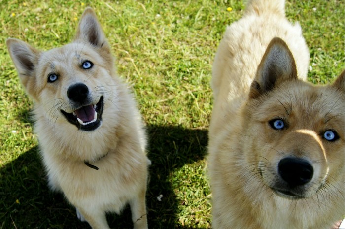 Blue eyes - My, Dog, Eyes, Unusual