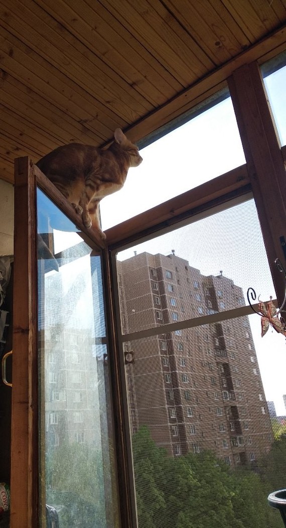 What am I supposed to do?? - My, cat, Window, Stupidity