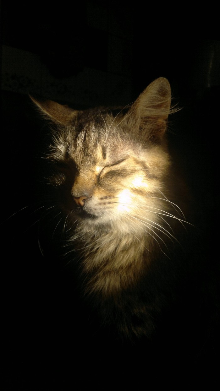 Pervopost - kotopost) - My, Catomafia, Cat with lamp, First post, cat