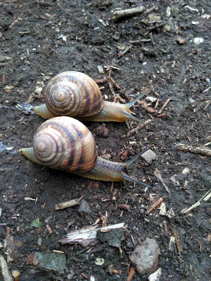 Date of snails - My, Snail, Pair, Romance, My