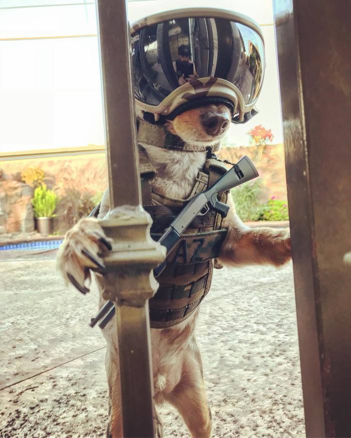 The cutest special forces unit - The photo, Dog, The soldiers, Form, Reddit, Milota