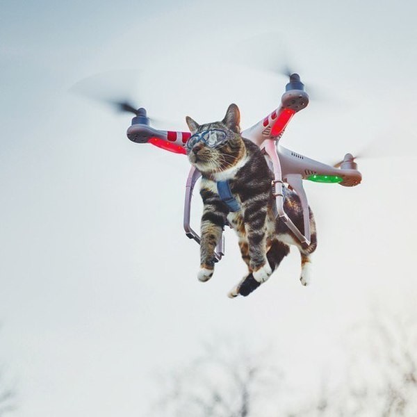 Kotofey Navalny - cat, Animals, The photo, Quadcopter