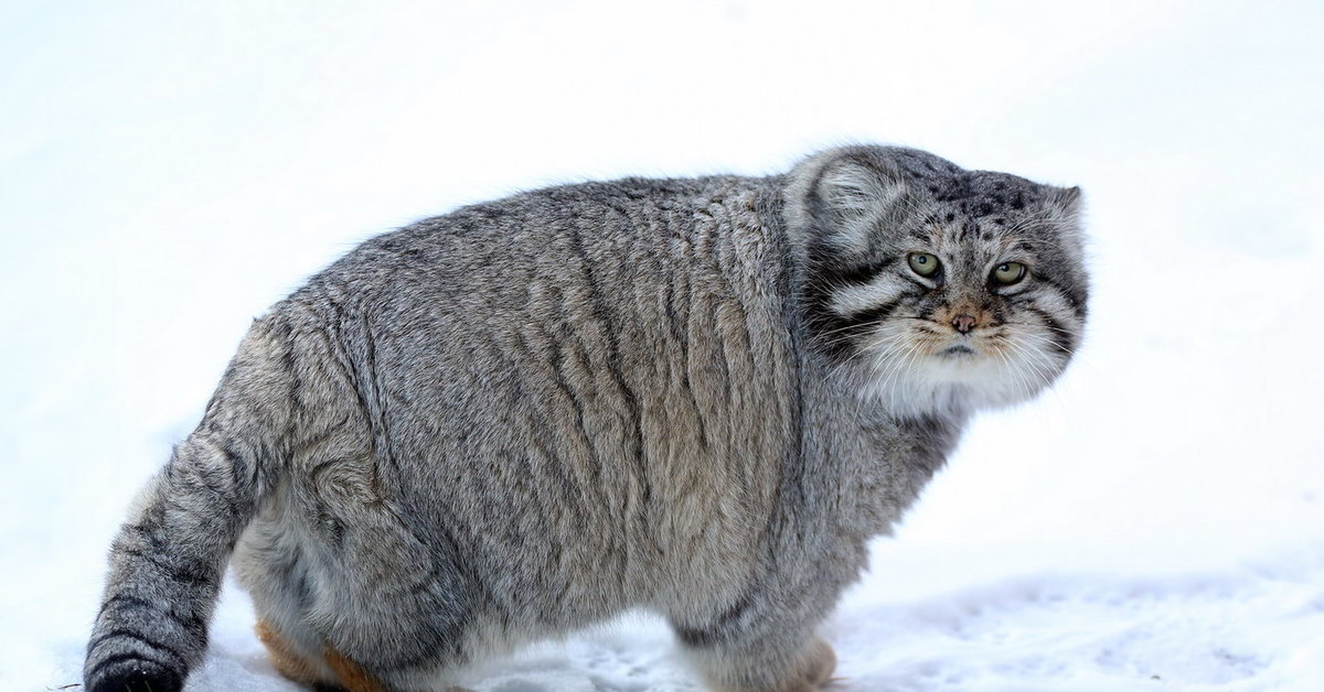 Густота шерсти сибирского манула. Степной кот Манул. Сибирский дикий кот Манул. Манул (палласов кот). Снежный Манул.