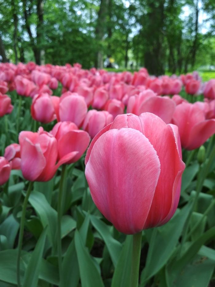 Tulip Festival - My, Tulips, Flowers, Saint Petersburg, Spring, beauty, Nature, The festival, Longpost