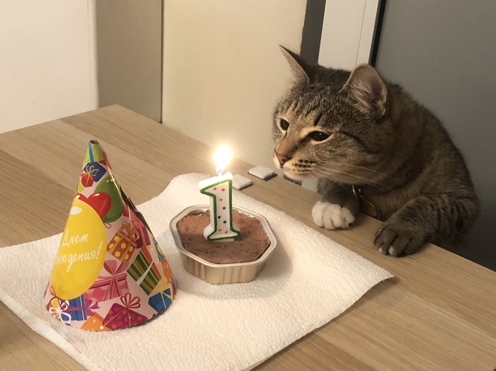 Almost a birthday - Milota, Wish, cat, Birthday, My
