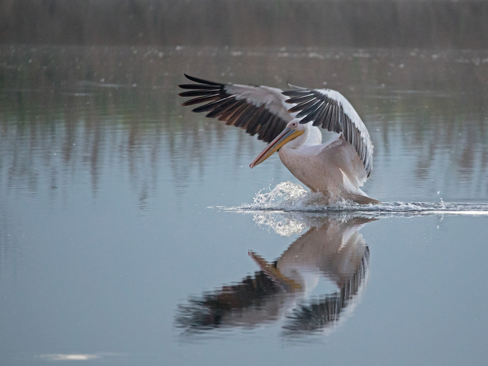 Водная посадка
