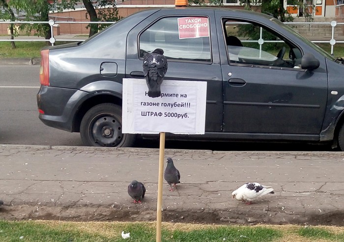 Don't feed the pigeons - Pigeon, Табличка, Fine