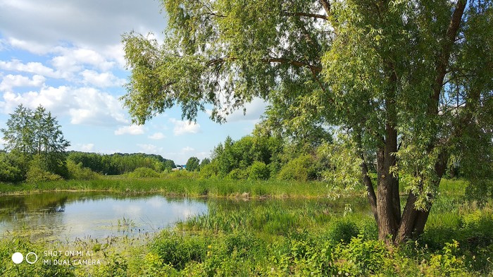 Summer in the vicinity of the village. - My, Nature, Perm Territory, Summer, Longpost, The photo