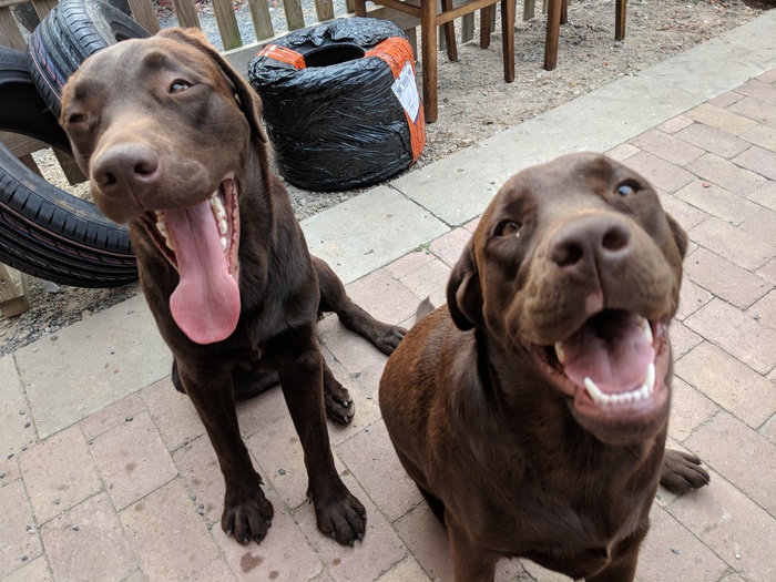 Smiling dogs) - My, , Happiness, Labrador, Dog