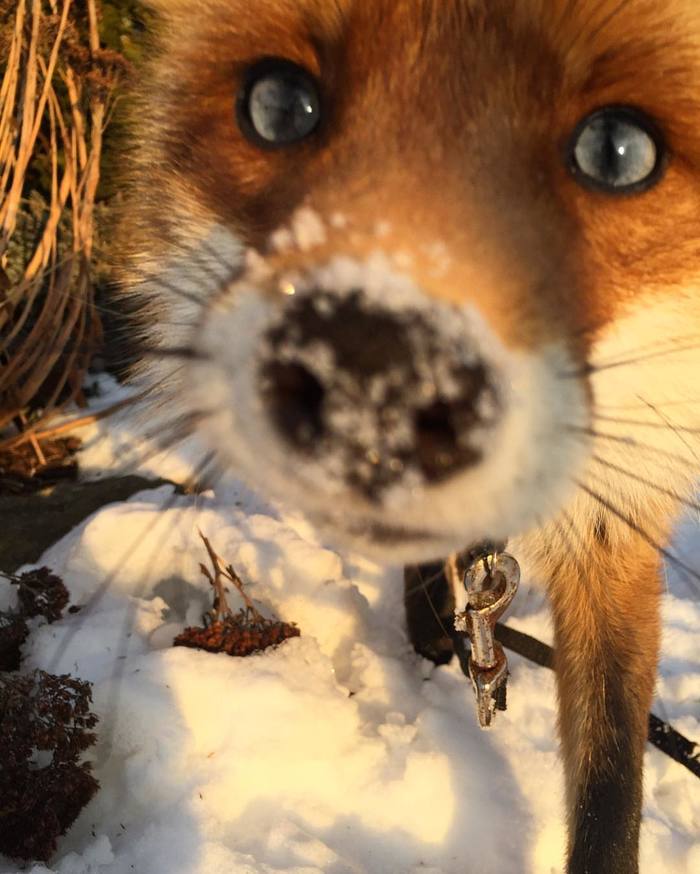 The nose is designed to climb everywhere! - Fox, Nose, Snow