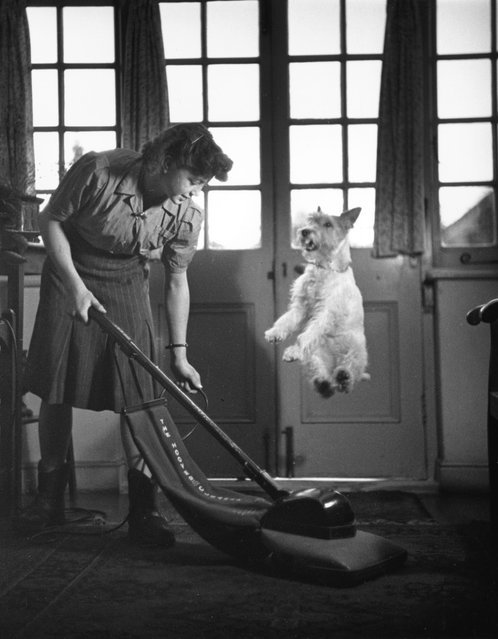 Cleaning - Dog, Cleaning, Retro, , Old photo, Lucky shot, Lucky moment