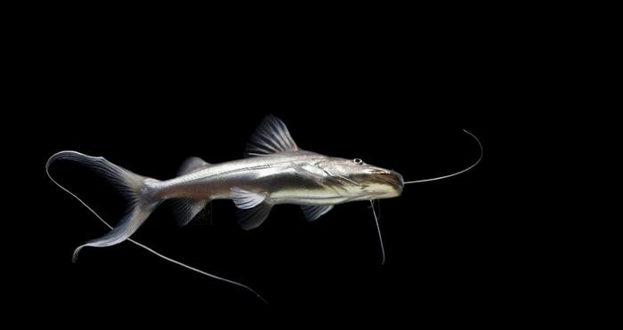 Brachyplatystoma rouseauxii