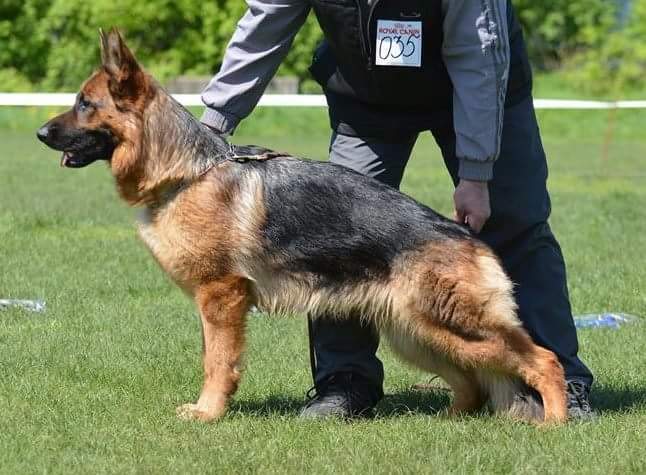 Statics and movement - My, German Shepherd, Dog, Longpost