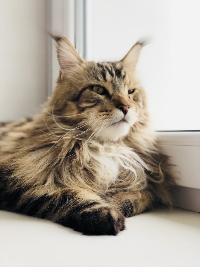 Formidable elder brother - My, cat, Maine Coon, Homemade