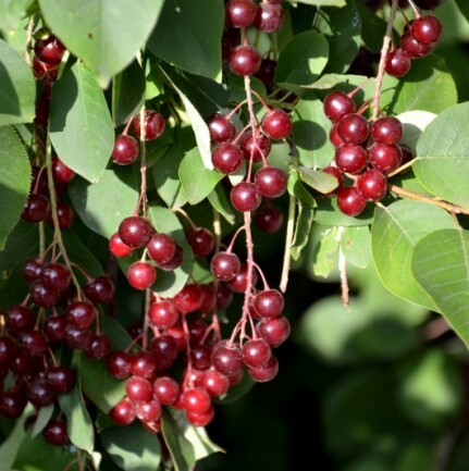 So what is this berry? - My, Tree, Biology, Bird cherry, Rowan, Longpost