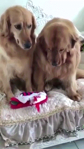 And who did it? - Dog, Golden retriever, Who did this?, GIF
