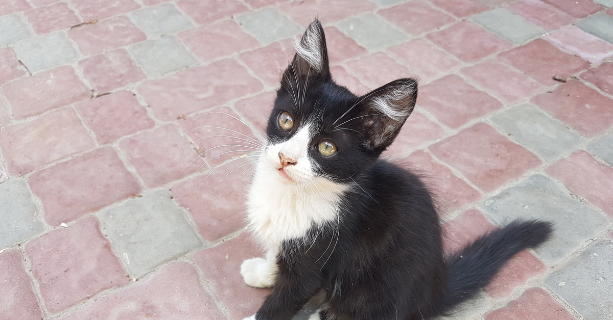 коты в твери. котята в твери в добрые руки. авито котята. котята в добрые руки ростов авито. котята в добрые руки солнечногорск.