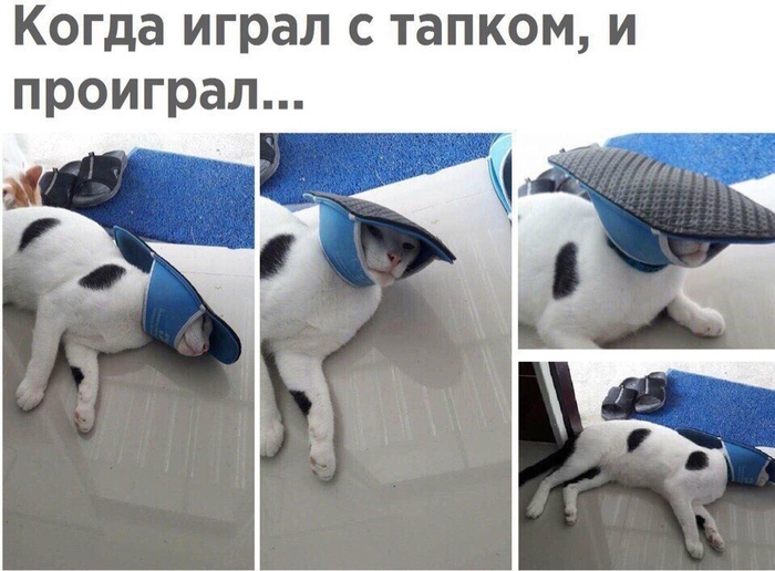 Defeated but not broken - Humor, cat, Slippers