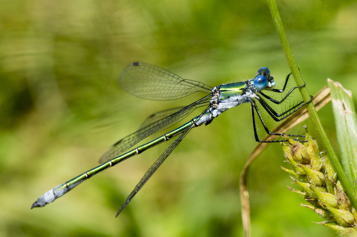 Лютка обыкновенная(lestes sponsa) - Моё, Начинающий фотограф, Стрекоза, Sony alpha 580, Макро, Tamron 90mm diMacro 1:1, Макросъемка, Tamron