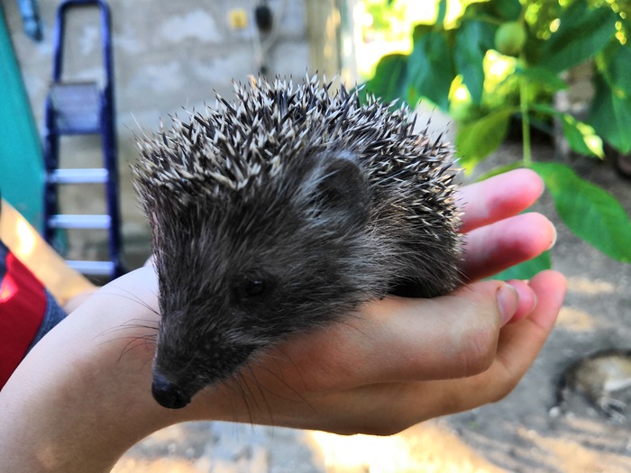 Little hedgehog - Longpost, Milota, , The photo, , Hedgehog, Little, My