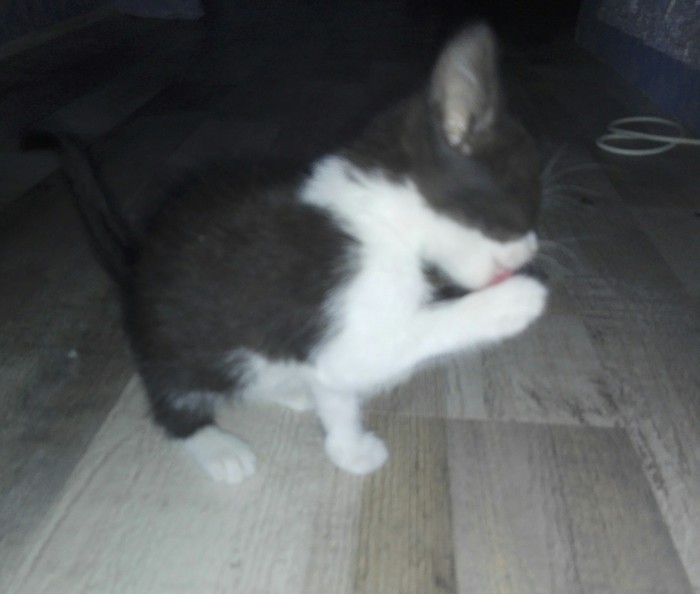 I will give a kitten in good hands)))) - Help, No rating, Longpost, Helping animals