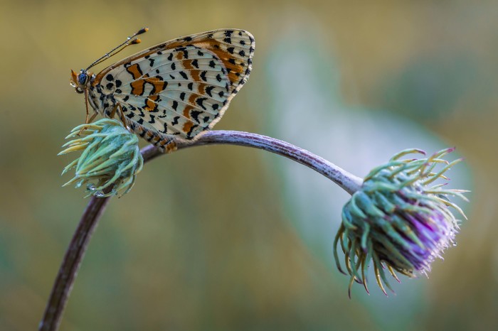 Butterfly - My, Macro, Macro photography, Butterfly, The photo