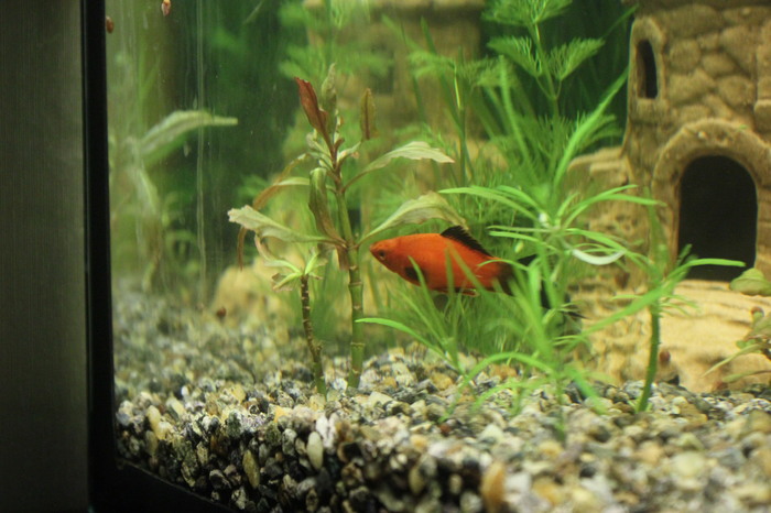 Little other world - Aquarium, My, Longpost, Aquarium fish, Aquarium