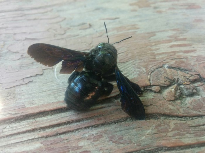 ��������, ��� ���?!