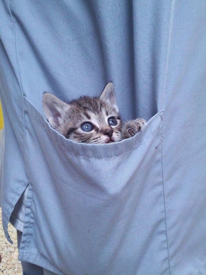 Hidden pet storage areas - cat, Pocket