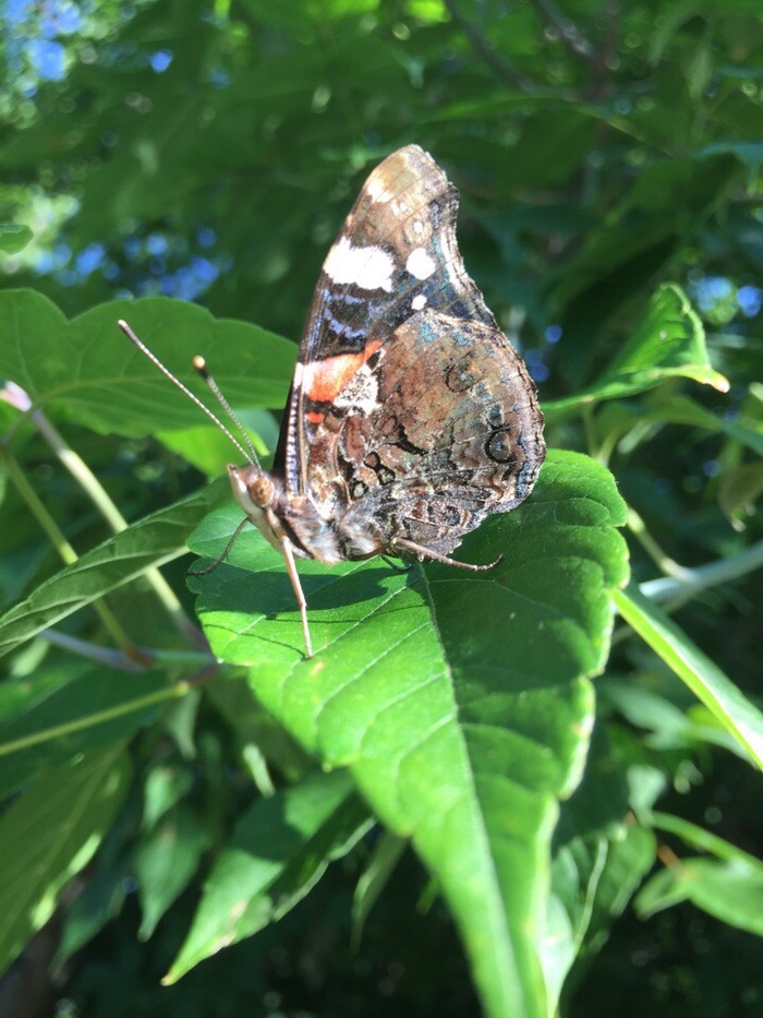 Эта бабочка Адмирал смотрит на тебя как на г...