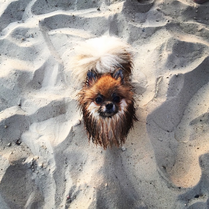 Let's go swimming, water fire! - My, Dog, Water, Wet, Sand, Milota