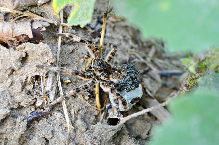 Tarantula, female with spiders... - My, The photo, Spider, Arachnology, Nikon, Arachnophobia