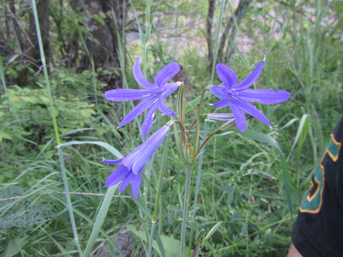 Mountain flowers - Flowers, Longpost, The mountains, My, Nature