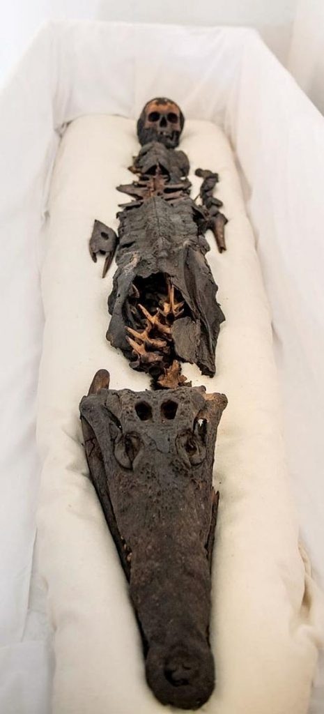 Half girl - half crocodile. Strange Egyptian mummy - Egypt, Mummy, Oddities, Girls, Crocodile, Video, Longpost, Crocodiles