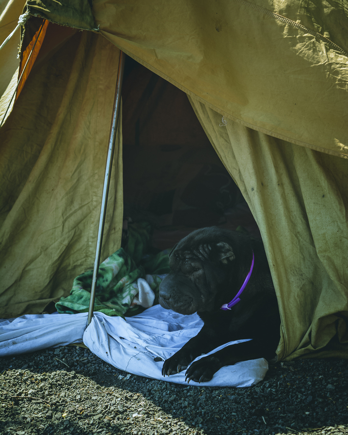 Путешественница